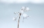 Picture of DIAMONDS IN WINTER I