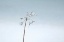 Picture of DIAMONDS IN WINTER II