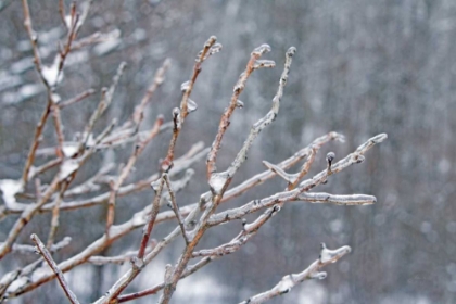 Picture of GLISTENING BRANCHES I