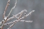 Picture of GLISTENING BRANCHES II