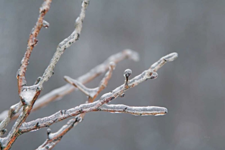 Picture of GLISTENING BRANCHES II