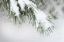 Picture of SNOWY BOUGH