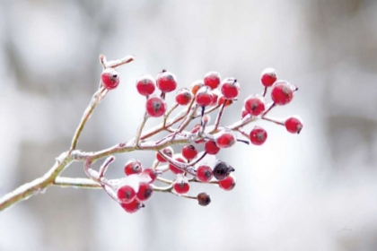 Picture of WINTER BERRIES I