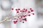 Picture of WINTER BERRIES I