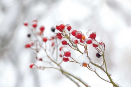 Picture of WINTER BERRIES II