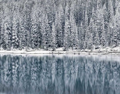 Picture of WINTER REFLECTIONS