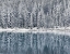 Picture of WINTER REFLECTIONS