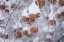 Picture of ORCHARD IN WINTER