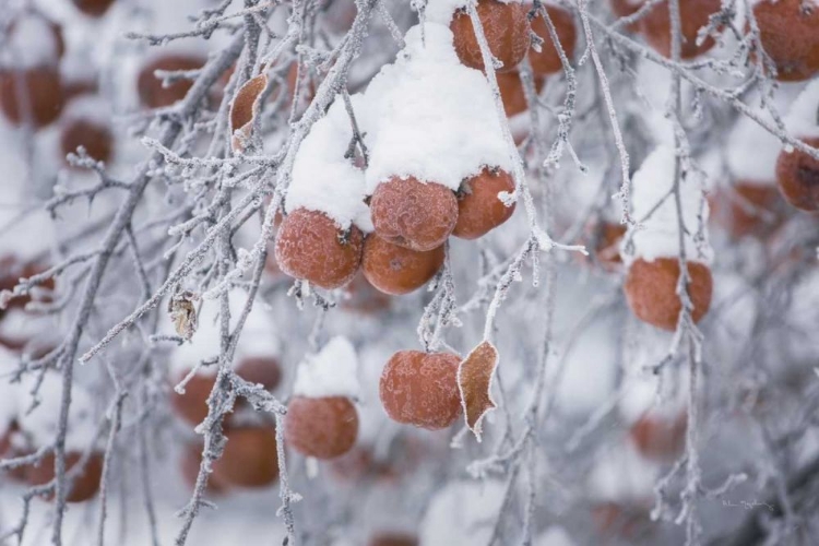 Picture of ORCHARD IN WINTER