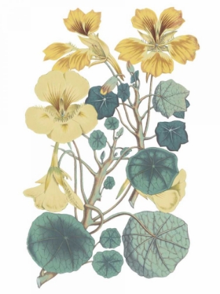 Picture of ANTIQUE BOTANICAL XVII COOL