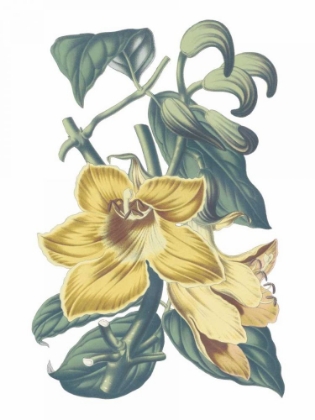 Picture of ANTIQUE BOTANICAL XVIII COOL