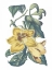 Picture of ANTIQUE BOTANICAL XVIII COOL