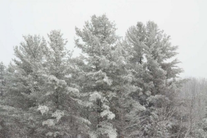 Picture of WINTER PINES