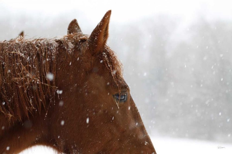 Picture of SNOWY CALEB