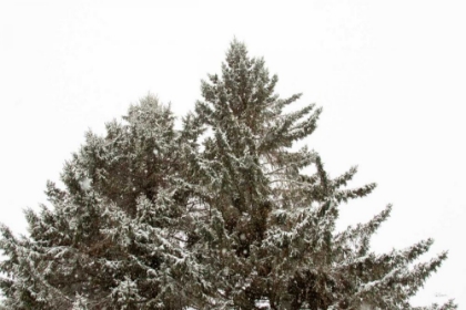 Picture of SNOW ON TREETOPS