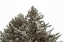 Picture of SNOW ON TREETOPS