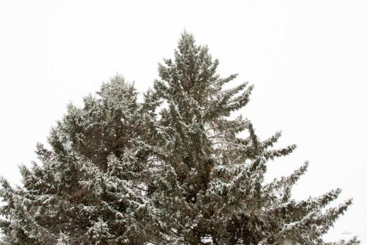 Picture of SNOW ON TREETOPS