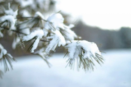 Picture of FROSTED WHITE PINE