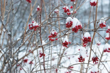 Picture of BERRIES IN WINTER