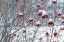 Picture of BERRIES IN WINTER