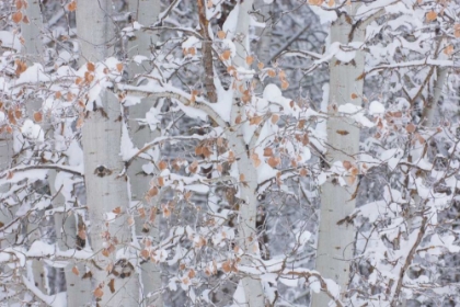 Picture of WINTER ASPENS CLOSEUP