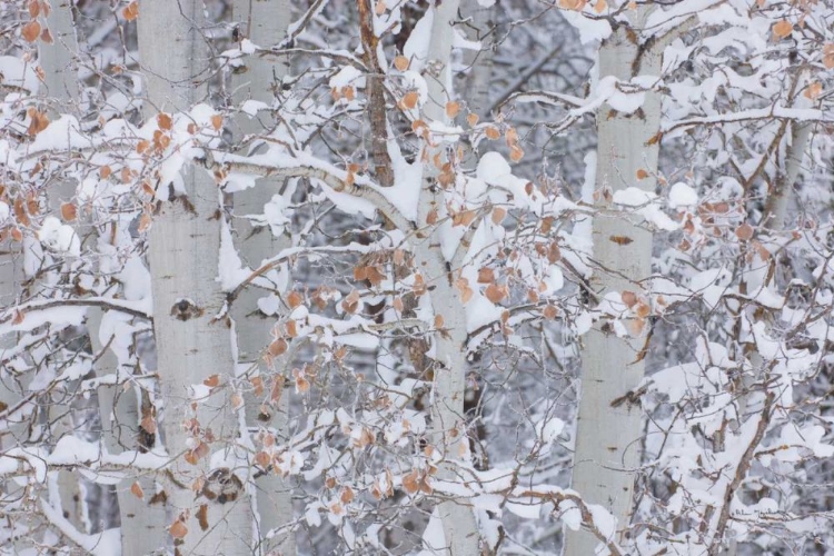 Picture of WINTER ASPENS CLOSEUP