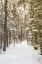 Picture of THROUGH THE WOODS