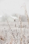 Picture of EARLY SNOW