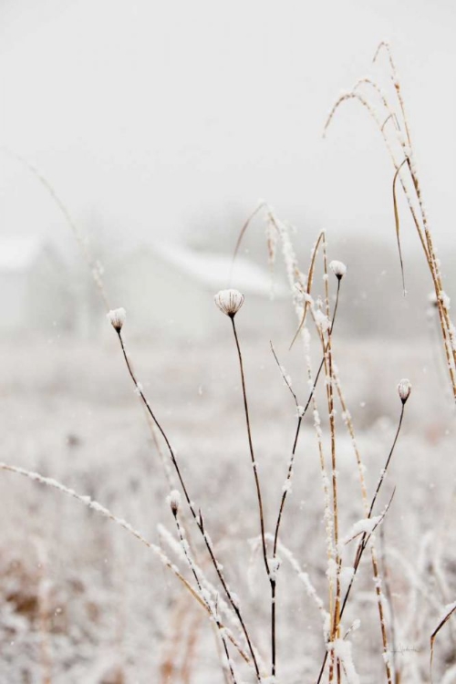 Picture of EARLY SNOW