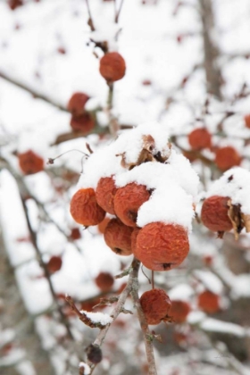 Picture of SNOWCAPPED