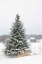 Picture of PERFECT PINE TREE