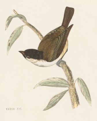 Picture of ENGRAVED BIRDS II
