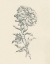 Picture of EDEN FLORAL I