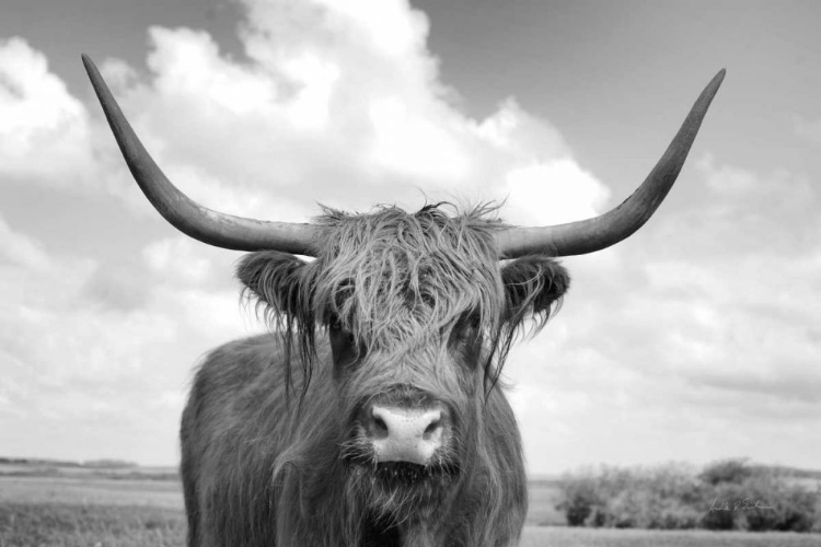 Somerset House Images. ON THE RANCH IV BW