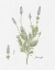 Picture of COTTAGE HERBS II LINEN