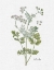 Picture of COTTAGE HERBS III LINEN