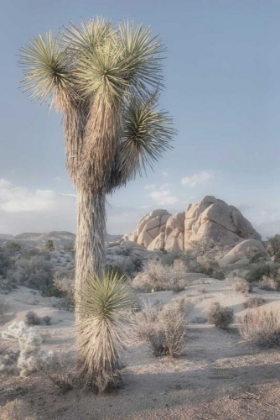 Picture of JOSHUA TREE NATIONAL PARK I