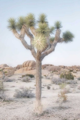 Picture of JOSHUA TREE NATIONAL PARK II