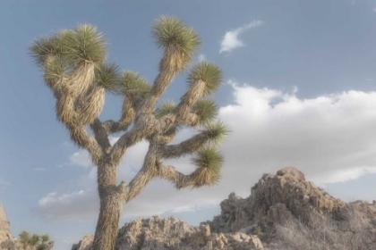 Picture of JOSHUA TREE NATIONAL PARK III