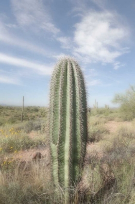 Picture of SAGUARO