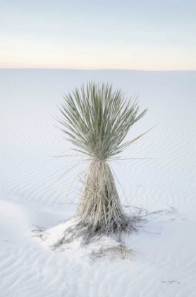 Picture of YUCCA IN WHITE SANDS NATIONAL MONUMENT