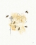 Picture of BEES AND BOTANICALS VI