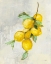 Picture of ZEST II