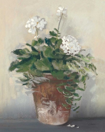 Picture of POT OF WHITE GERANIUMS