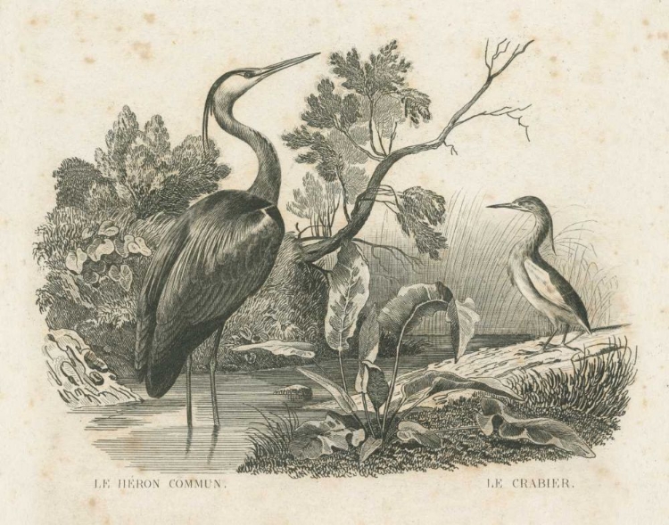 Picture of FRENCH BIRDS I