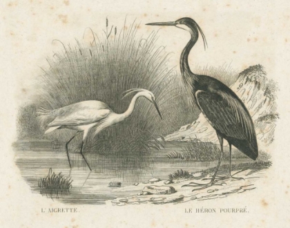 Picture of FRENCH BIRDS II