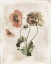Picture of ANTIQUARIAN BLOOMS IV