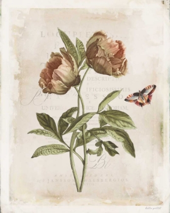 Picture of ANTIQUARIAN BLOOMS VI