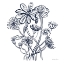 Picture of WILD FLOWERS LINE I NAVY