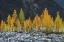 Picture of ALPINE LARCHES NORTH CASCADES